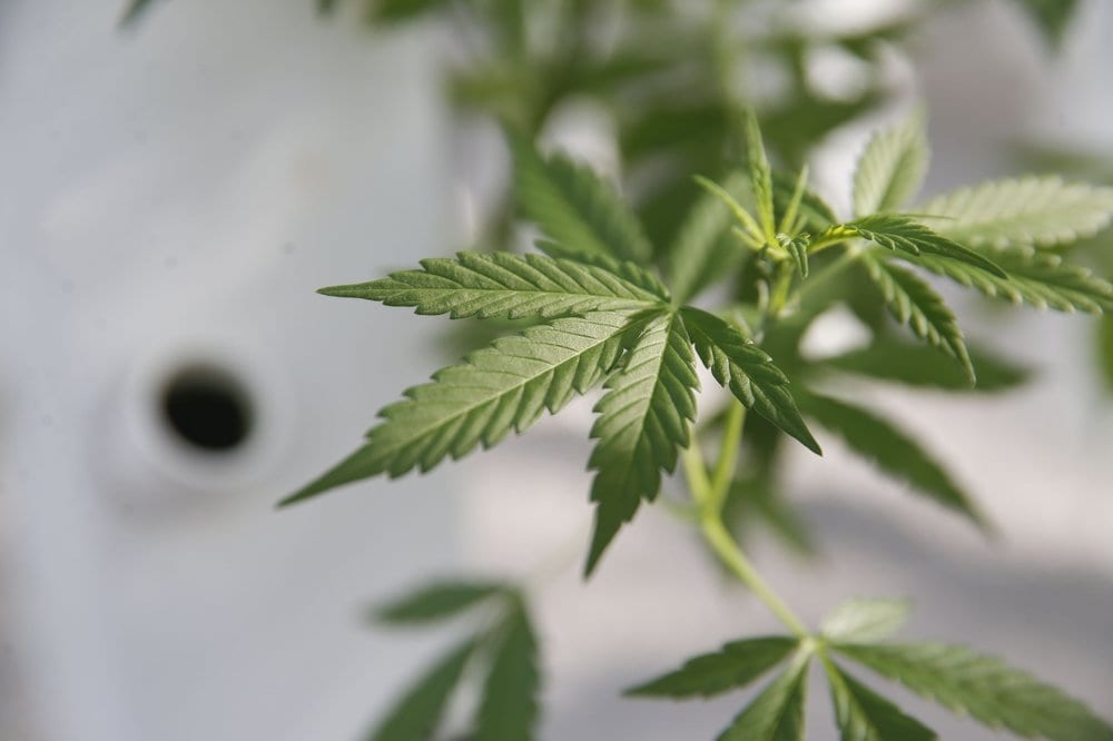 Bishops urge ‘prudence’ as Philippines debates legalizing medical marijuana