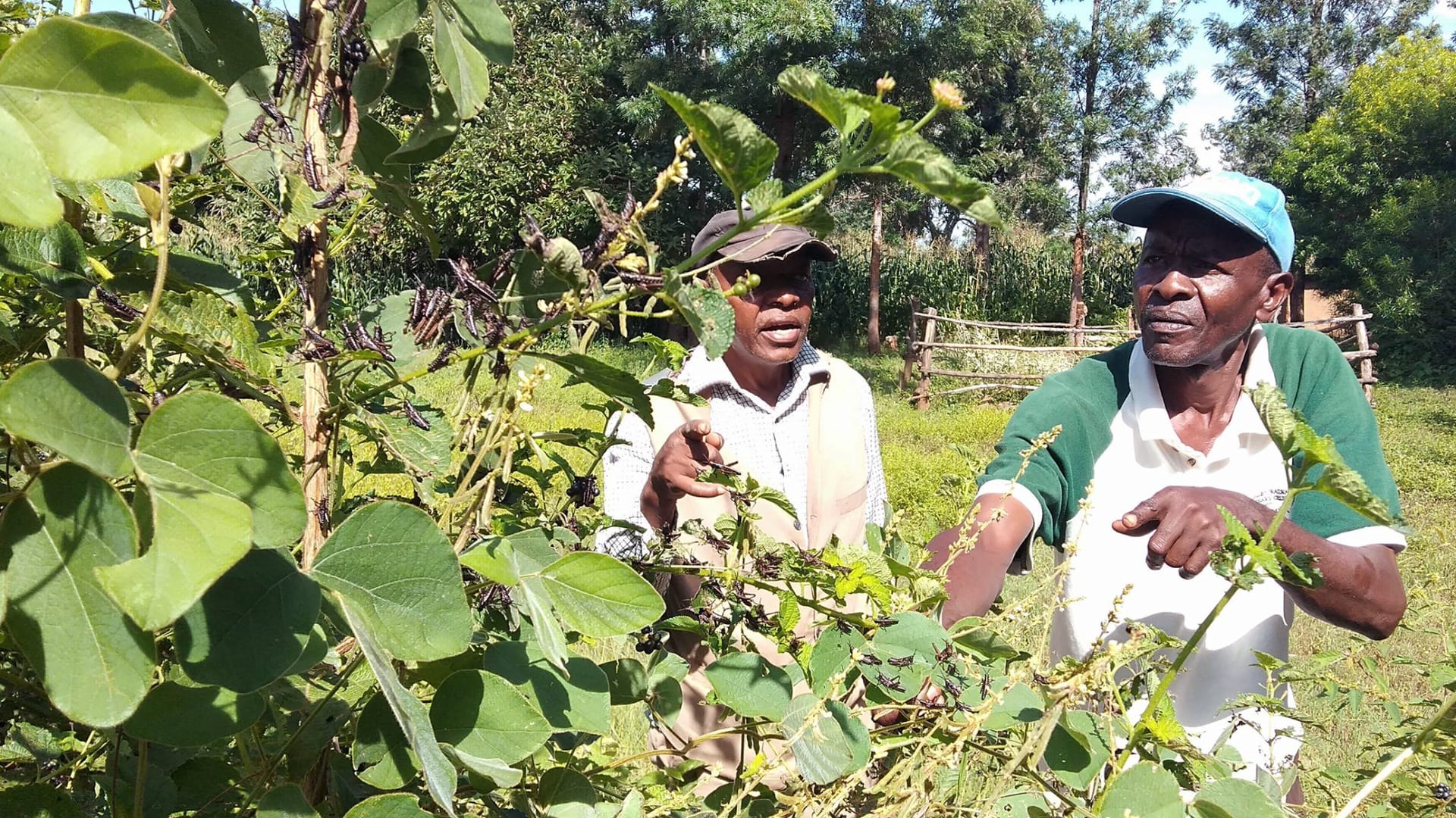 Beat pans, blow whistles to fight locusts, Catholic leaders urge Kenyans