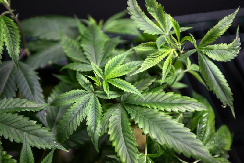 Trinidad archbishop, who worked with young people, weighs in against pot