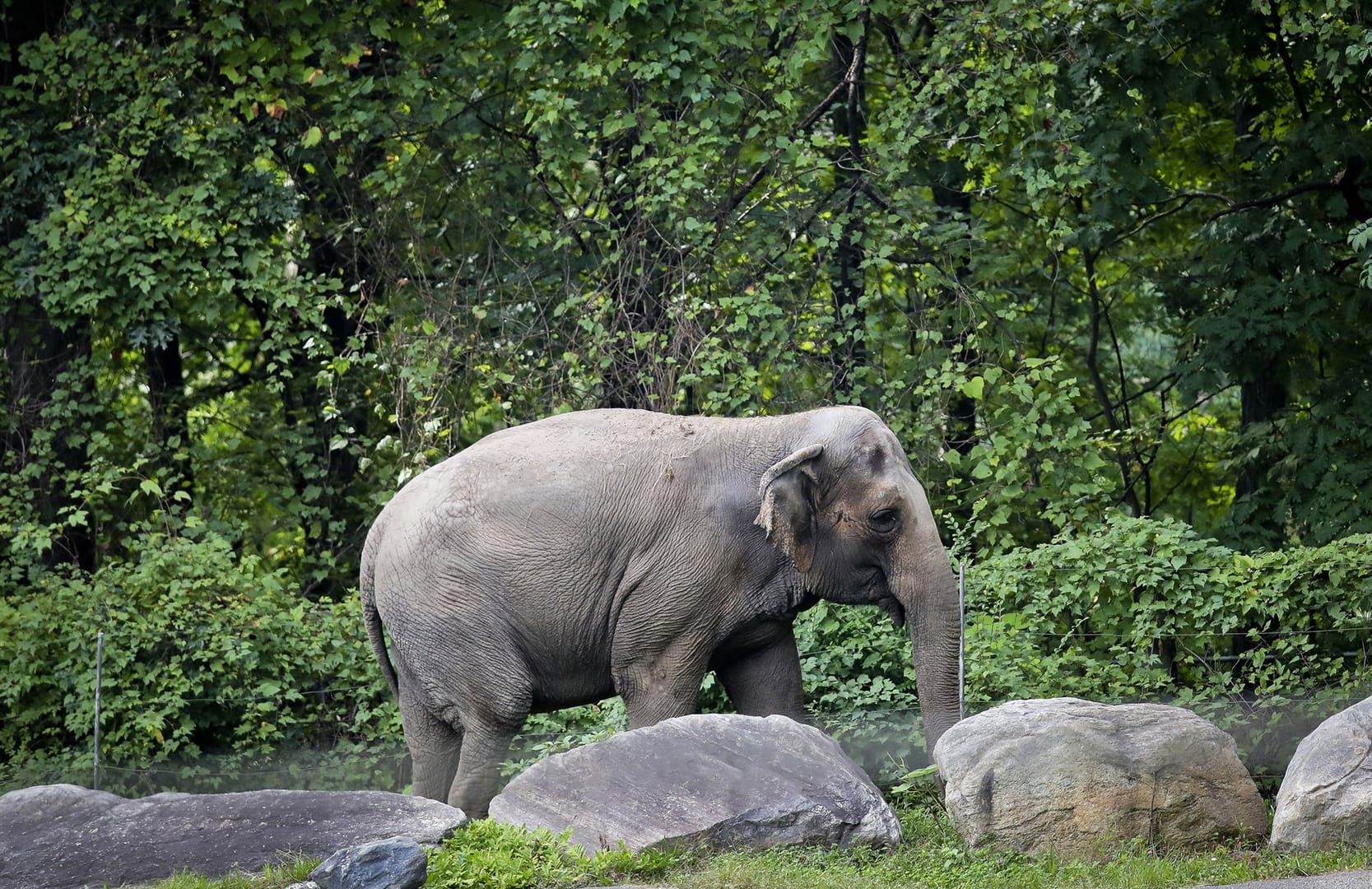 Saga of Happy the Elephant proof nothing is alien to Catholic concern