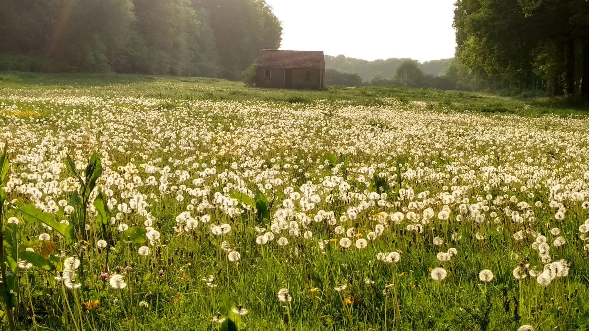 Dutch nuns open new cemetery for ‘natural burials’