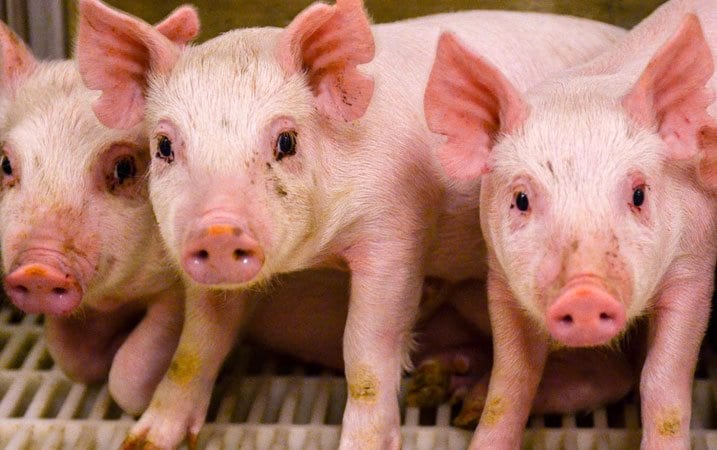 Pope didn’t endorse animal/human hybrids, but expert says ‘We can talk’