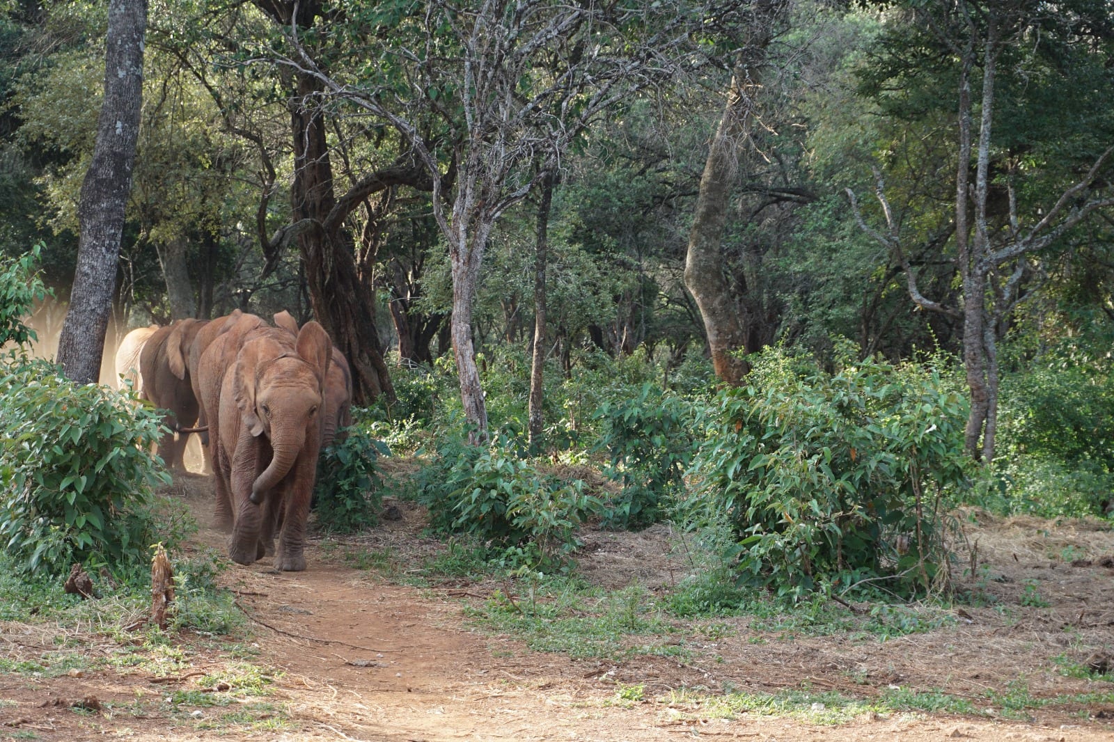 Elephant rows in Kenya prove if all politics is local, so’s mission