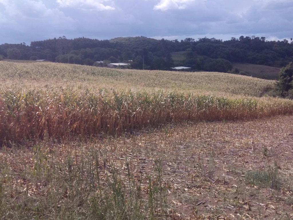 Friar warns that Brazilian ecological problems can lead to food crisis