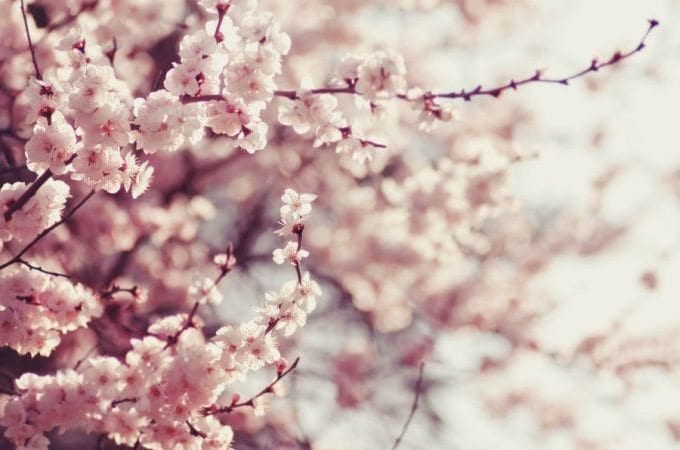 How Bach’s music evangelized Japan