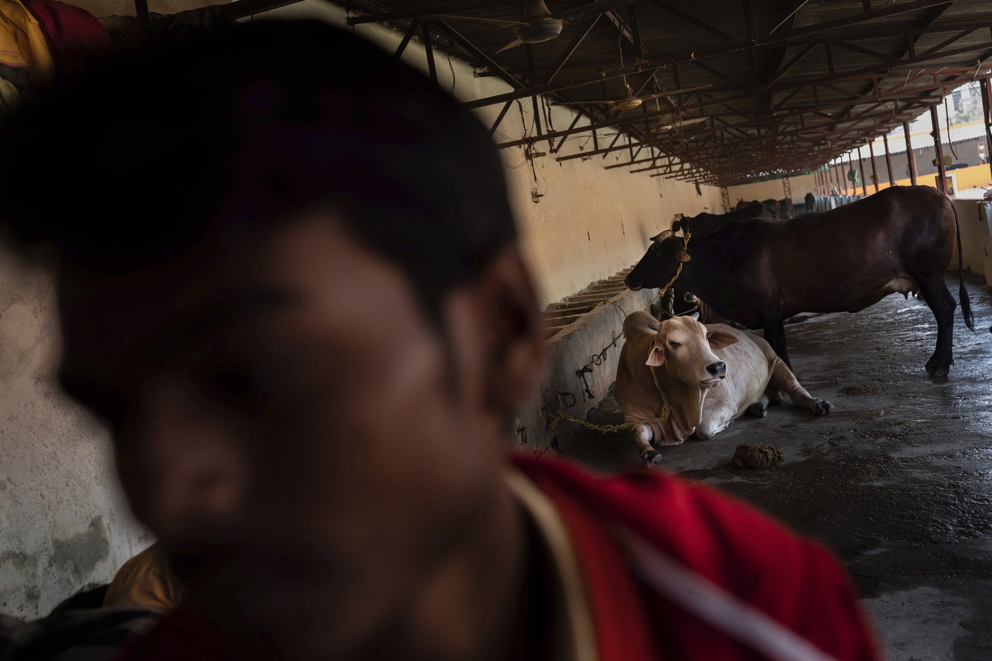 Indian archbishop: ‘Cow vigilante’ murderers ‘brainwashed by propaganda’