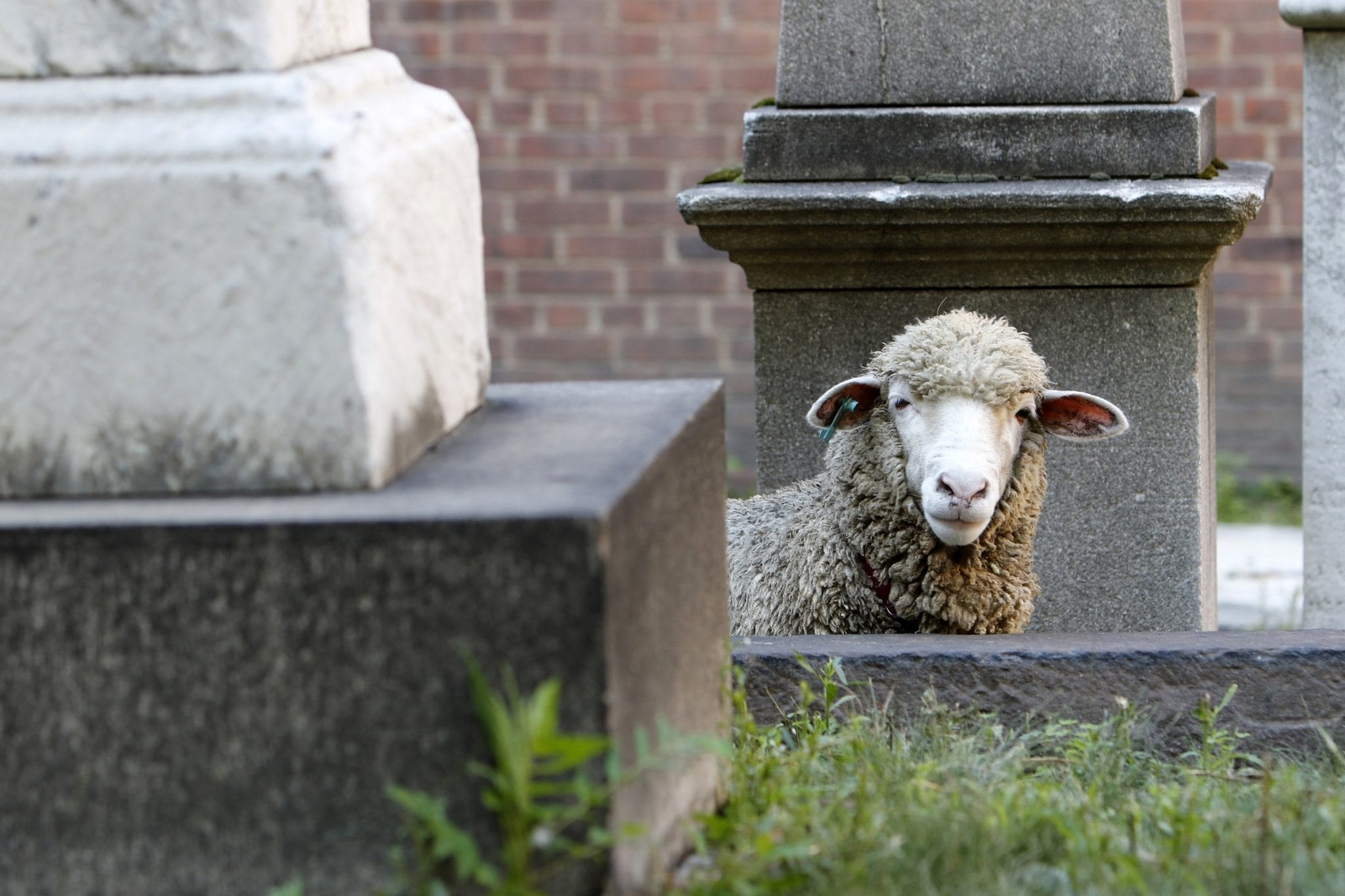 In heart of Big Apple, sheep keep a Catholic cemetery tidy