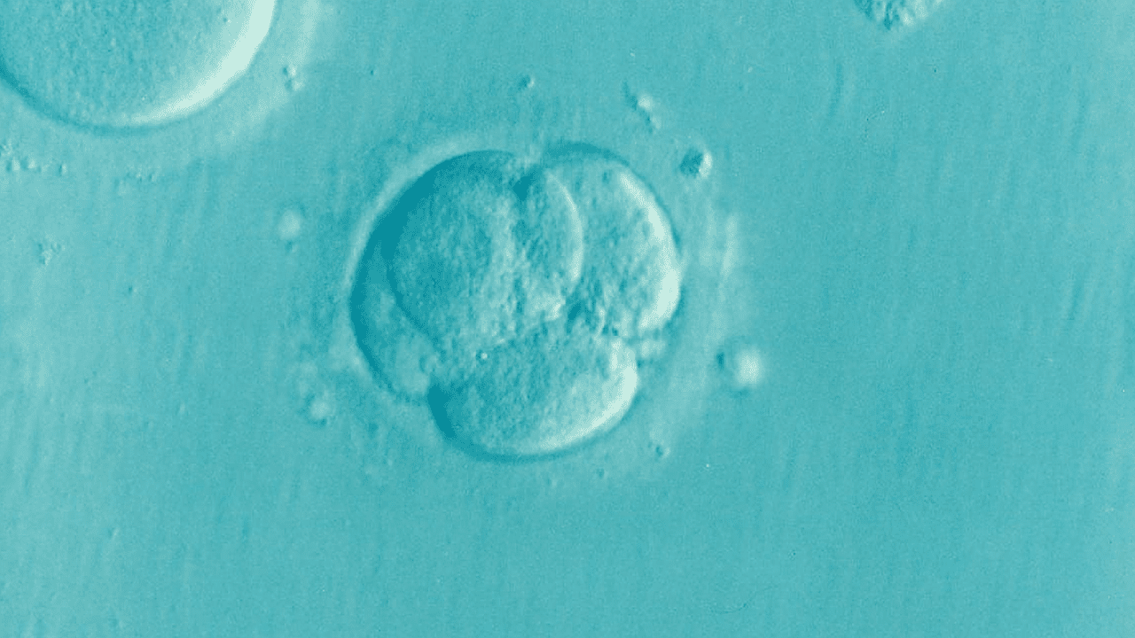 Expert says IVF overused; more studies needed on infertility