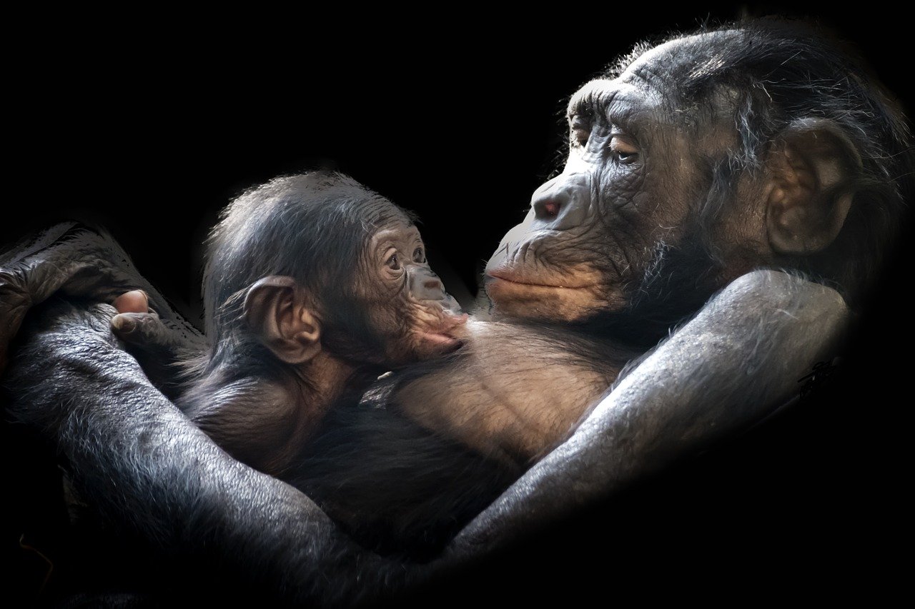 Catholic academic argues for ‘multispecies lens’ in moral theology