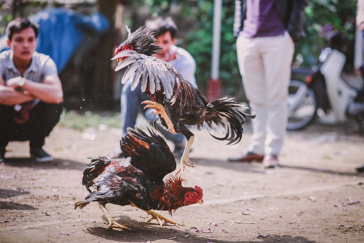 Bishop says cockfighting erodes ‘societal moral fiber’ of the Philippines
