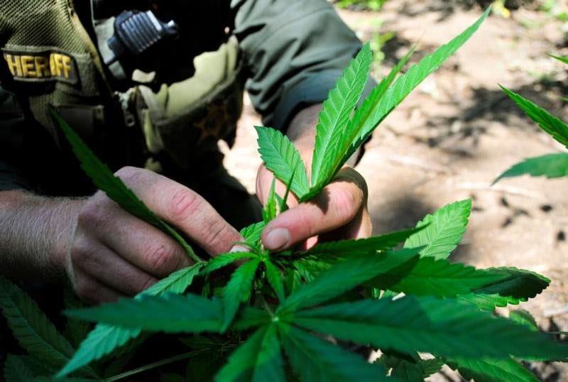 California’s bishops officially neutral on initiative to legalize pot