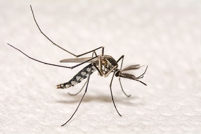 Pro-lifers see eugenics behind push for abortion on Zika