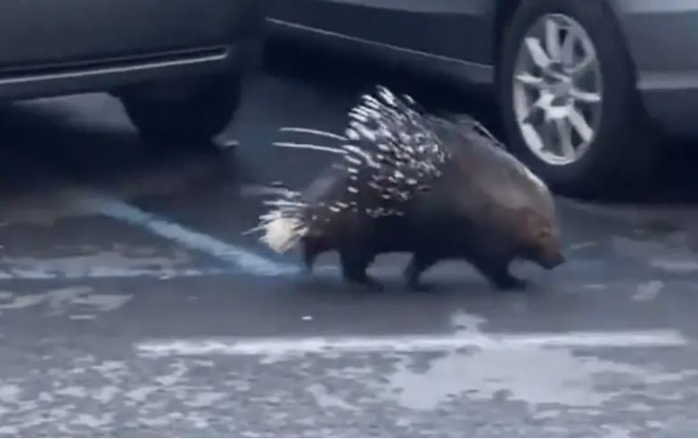 Wild porcupine not even the weirdest thing at the Vatican this week