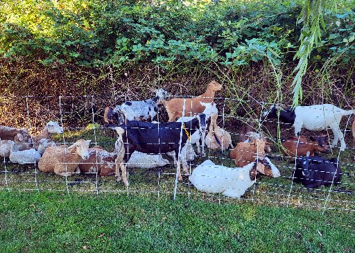 Goats clear acres of blackberries from Seattle archdiocesan cemetery