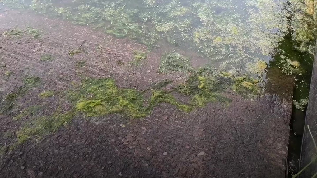 N. Ireland prelates voice 'grave concern' over algae bloom at famed lake - Vimarsana News