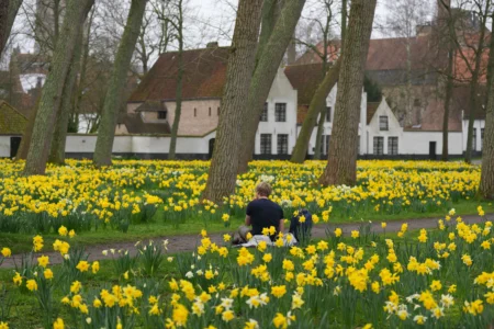 A visitor sits among the daffodils in the courtyard of the Beguinage Ten Wijngaerde of Bruges, Belgium, Tuesday March 10, 2026. (Credit: Virginia Mayo/AP.)