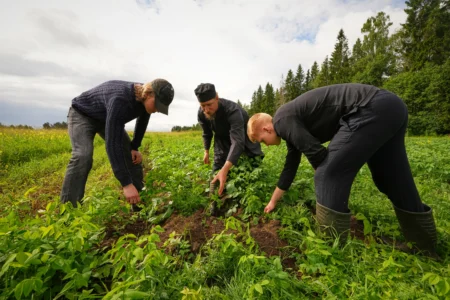 Estonian Father Paisios and volunteers weed a potato field at the newly founded Kirikla Orthodox Monastery in Pihali village, Estonia, on July 4, 2026. (Credit: Sergei Grits/AP.)