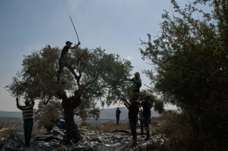 Israeli settlers attack olive harvest of Christian villagers in the West Bank
